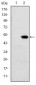 RBP4 Antibody