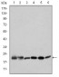 BID Antibody