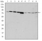 GRK2 Antibody