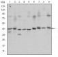 CREB1 Antibody