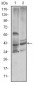 CST3 Antibody