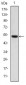 PODXL Antibody