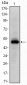 Epha10 Antibody