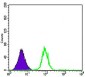 CDK5 Antibody