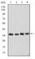 CDK5 Antibody