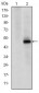 CDK9 Antibody