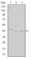 CDK9 Antibody