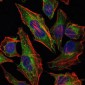 HSP27 Antibody