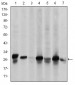 HSP27 Antibody