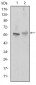 ABCG2 Antibody