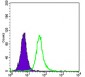 OTX2 Antibody