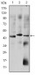 OTX2 Antibody