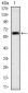 OTX2 Antibody