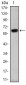 OTX2 Antibody