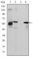 ABCG2 Antibody