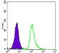 SMN1 Antibody