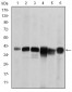 SMN1 Antibody