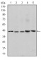 c-Rel Antibody