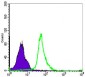 NFKB1 Antibody