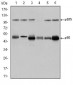 NFKB1 Antibody