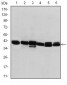 KRT19 Antibody