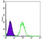 HSP90AB1 Antibody