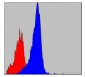 CRKL Antibody