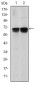 BLNK Antibody