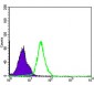 NFKB1 Antibody