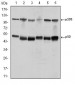 NFKB1 Antibody