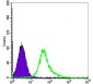 ACTA2 Antibody