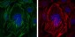 ACTA2 Antibody