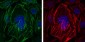 ACTA2 Antibody