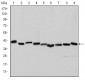 ACTA2 Antibody