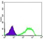 XRCC5 Antibody