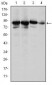 XRCC5 Antibody