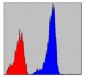 SMAD2 Antibody