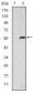 SMAD2 Antibody