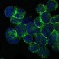ITK Antibody