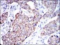 AIF Antibody