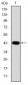 c-Jun Antibody