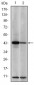 c-Jun Antibody