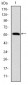 LMNA Antibody