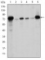 LMNA Antibody