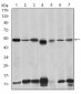 IRAK4 Antibody