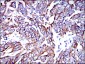 KRT19 Antibody