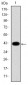 KRT19 Antibody