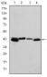 KRT19 Antibody