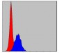 C-CBL Antibody