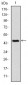 C-CBL Antibody